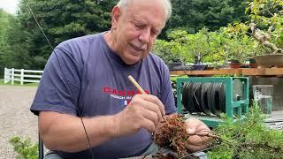 How to Pot Up an Air Layer to Create a Future Bonsai