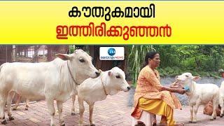 Punganur Cow | ലോകത്തിലെ ഏറ്റവും ചെറിയ പൊങ്കാനൂർ പശുക്കൾ കൗതുകമാകുന്നു