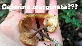 ГАЛЕРИНА ОКАЙМЛЕННАЯ или ФЛАММУЛИНА: как отличить? Да похожи ли? Galerina marginata vs Flammulina