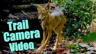 Trail Cam Videos Spy on Animals in the Rain Forest