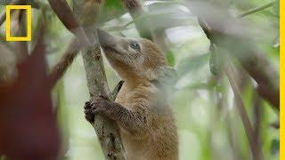 Vie sauvage : la toilette énergique des coatis