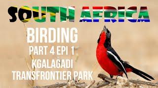 South Africa Birding Part 4 Kgalagadi Transfontier Park Epi 1