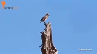 Vogelbeobachtung Finnland: Die Taiga, Finnlands hoher Norden