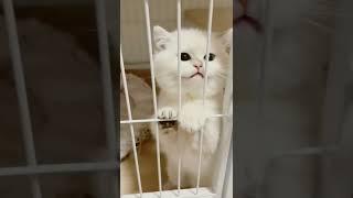 The Ultimate Cat Couple: Meet Sammy and Sara