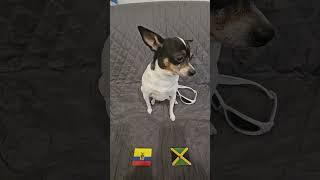 Ecuador vs Jamaica #uefaeuro2024 #euro2024 #soccerpredictions #ecuador #jamaica #dog #groupstage