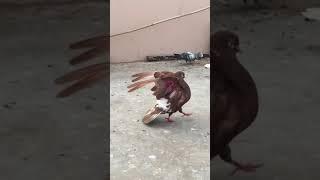 Lal Surkh - High flying pigeon - Indian breed   #Shorts