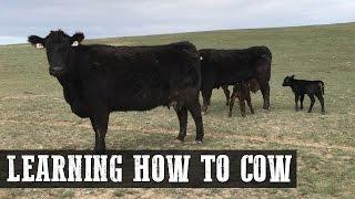 Learning How to Cow