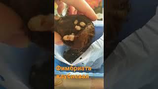Фимбриата клубневая бегония #гавриш #рассада #сибирскийсад #семенаалтая #сад #бегония