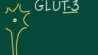 Glucose transporter 3 (GLUT-3) mnemonic