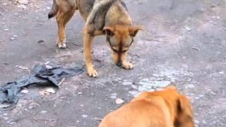 Хроника происшествий 18.03.2016