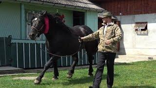 Caii lui Ilie Hutan de la Horodnic de Sus, Bucovina - 2019 Nou!!!