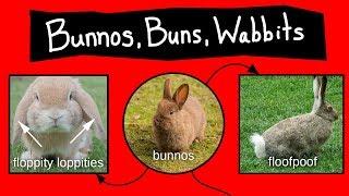 Bunnos, Buns, & Wabbits - Internet Names for Bunnies