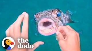 Pufferfish Asks Diver For Help | The Dodo