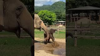 Thirsty Baby Elephant #shorts