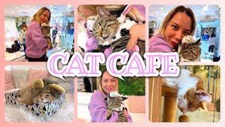 Cat Cafe in Georgetown, Washington DC