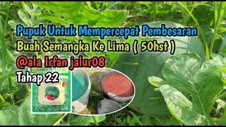 Pupuk Penutup Untuk Mempercepat Pembesaran Buah Semangka ( 50hst ) @ala Irfan jalur08