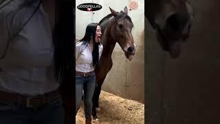 Horses are therapy. Horse and girl. Хороша чертовка!