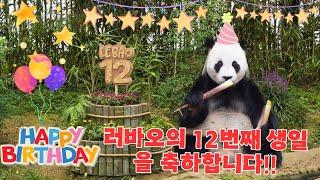 러바오의 12번째 생일을 축하합니다!! 아버지의 생일 파티에서 계속 난동을 부리는 루이후이!!