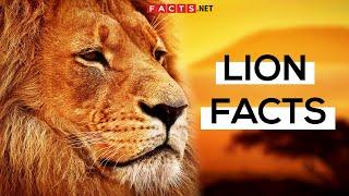 Roaring Lion Facts About The King Of The Jungle