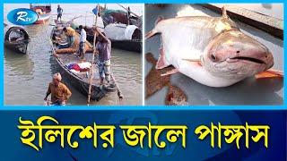 পদ্মা নদীতে জেলেদের জালে ধরা পড়ছে লাখ লাখ টাকার পাঙ্গাস | Pangas #Padma river | RtvNews