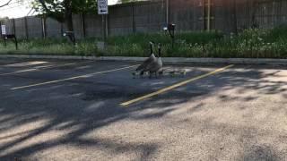 Geese in Parking Lot