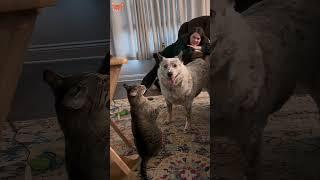 Funny dogs behavior #fyp #usa #longervideos #cats #fypage