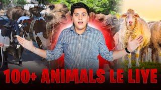 Qurbani kay liye janwar le liye !!!  | 100 + janwar le liye