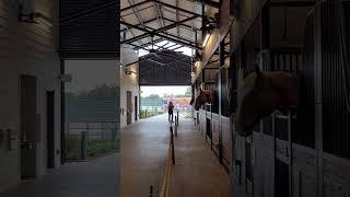 Disney Tri-Circle-D Ranch Horses #wdw #tricircledranch #fortwilderness #horses #horse #horselover