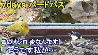 植木鉢でバードバス（野鳥の水浴び場）春編5～スズメ/ヒヨドリ/シジュウカラ/キジバト/メジロ/ジョウビタキ