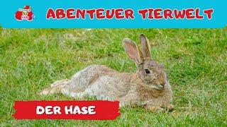 Abenteuer Tierwelt |  der Hase | Tiere lernen für Kinder und Kleinkinder