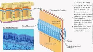 Inter Cellular Junctions - The Tissue Level of Organization