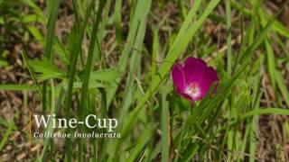 Oklahoma Native Wildflowers