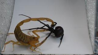 Scorpion Captures Black Widow (Warning: May be disturbing to some viewers)