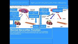 normal baroreflex function  baroreflex failure