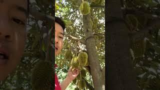 Trái Sầu Riêng 40 Ngày Làm Quy Trình 3 0 | Nông Nghiệp TKA