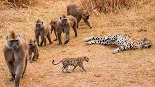 Вот почему бабуины убивают взрослых леопардов, но не трогают их детенышей!