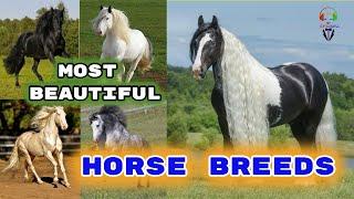 Most Beautiful Horse Breeds In The World