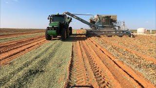 Time to go harvest some peanuts