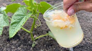 I did not expect! Cucumbers immediately grow, do not get sick and bear fruit abundantly after