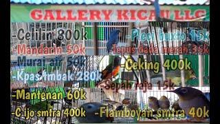 Update harga burung terbaru, harga burung cililin.Galery kicau Lubuklinggau.Harga murah, Bersahabat.
