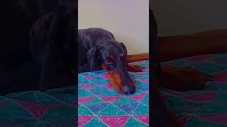 doberman #petlover 🩷️