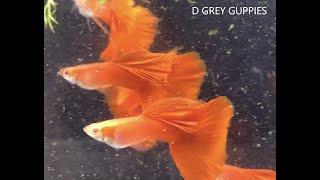 My Favorite Guppy Strains Series— All Red Albino Guppies