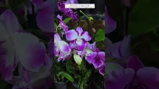 Buy Rare Orchid Plants Online ️#orchid #flowers #plants #orchidcare #garden #ytshorts #buynow