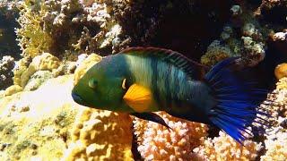 Broomtail wrasse (Cheilinus lunulatus), Хейлин перистохвостый