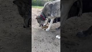 Wolf plays with XL Bully friend #wolf #animals #wildlife #wildlifeanimals #xlbully #wolffamily