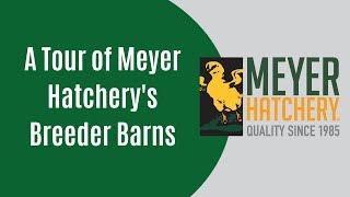 A Tour of Meyer Hatchery's Breeder Barns