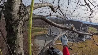 Highest point in Indiana County PA.   Climb #57 of 67 trees on 67 mountains in 67 counties.