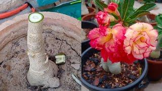 Simple Method To Graft Easy Desert Rose  | Graft On Adenium Plant