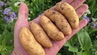 Fingerling Potatoes grown in Colorado at Rockey Farms by Brendon Rockey