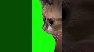 Kitten Stare With Trumpet Music Meme | Green Screen